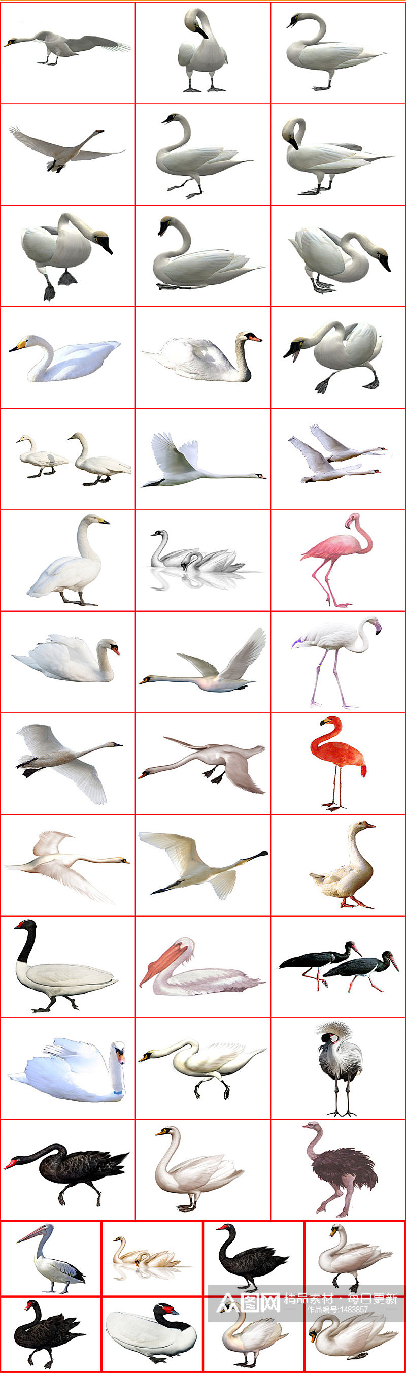 天鹅大雁大型鸟类素材免抠PNG透明图片素材