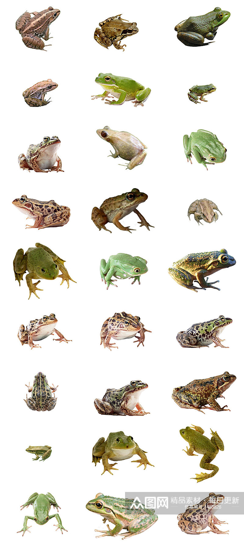 青蛙免抠PNG透明图片素材素材