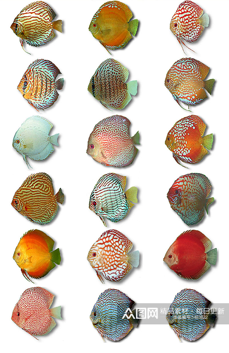 七彩神仙鱼免抠PNG透明图片素材素材