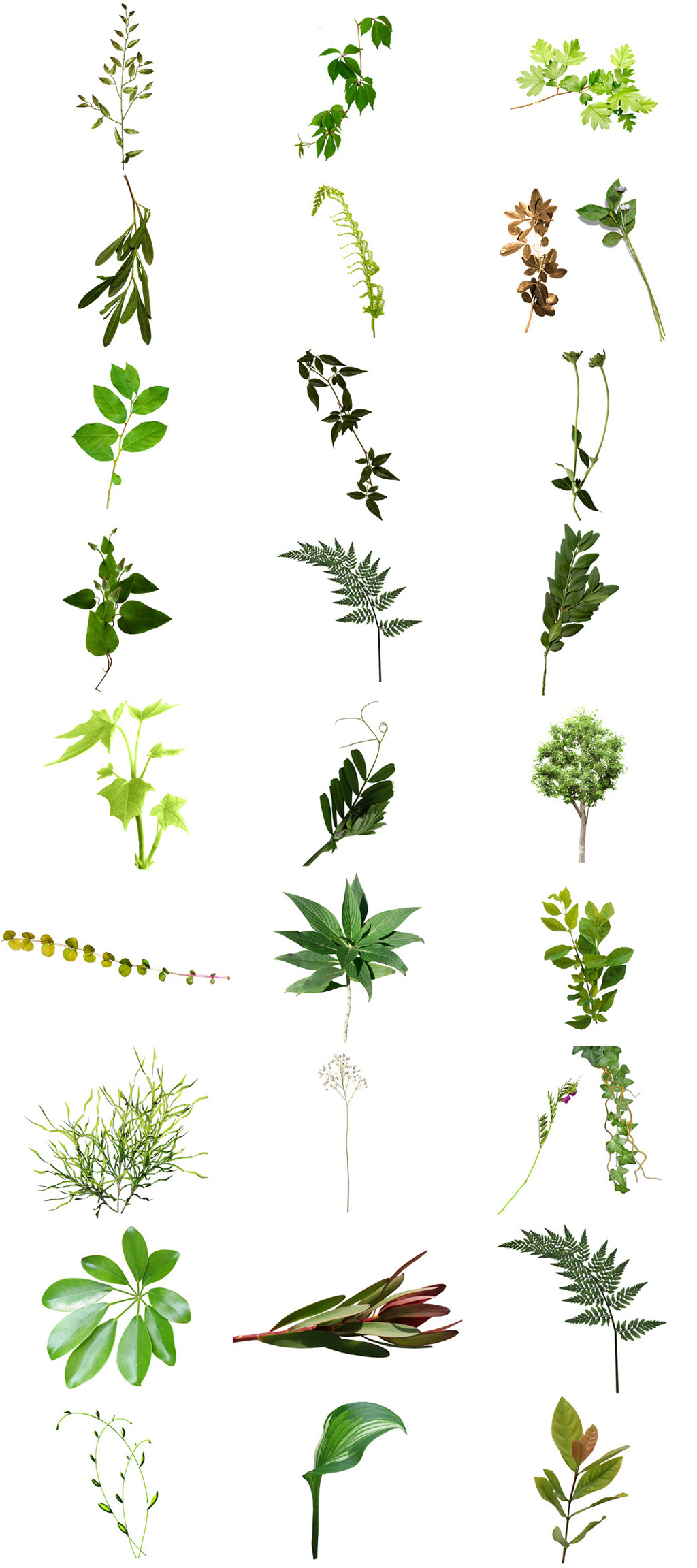 绿叶小草免抠图PNG素材素材
