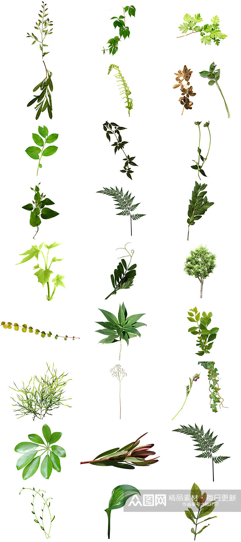绿叶小草免抠图PNG素材素材