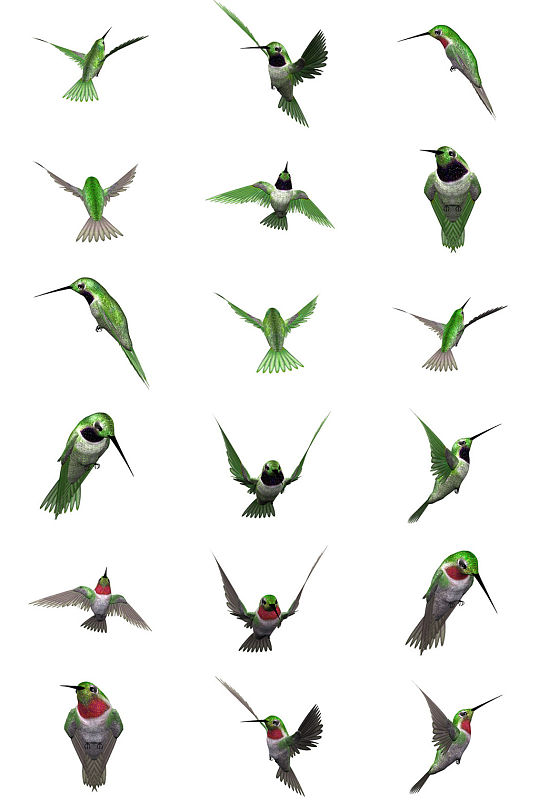 绿毛翡翠鸟免抠PNG透明图片素材