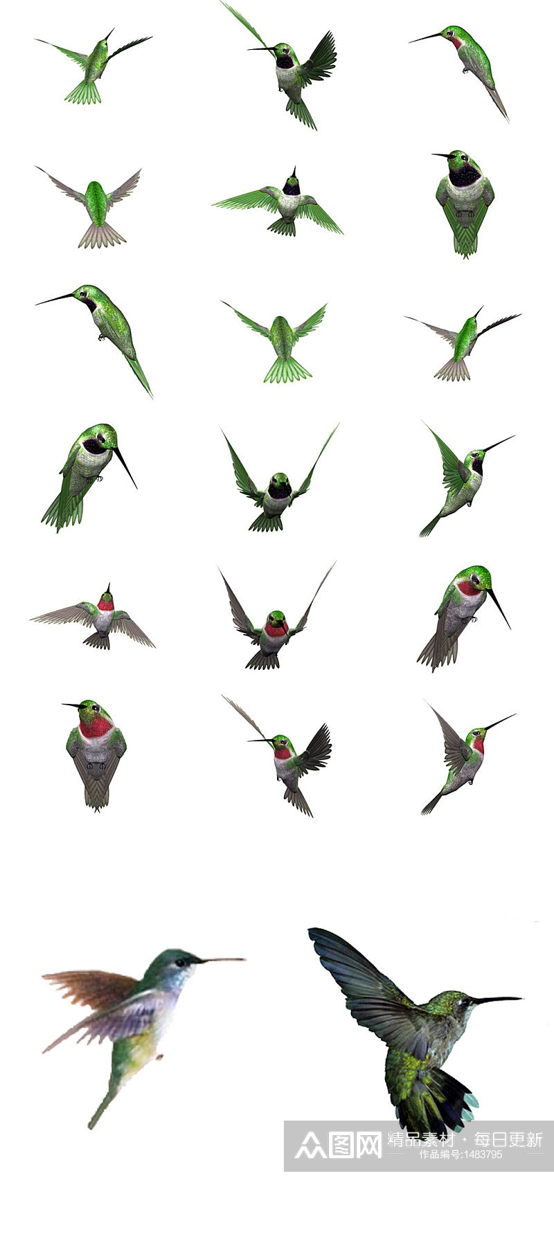 绿毛翡翠鸟免抠PNG透明图片素材素材