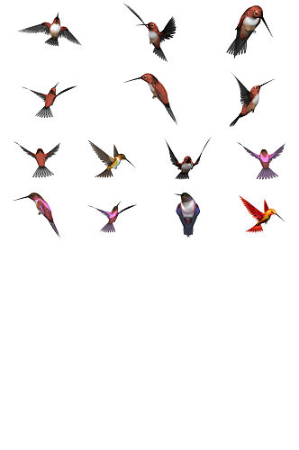 红毛翡翠鸟免抠PNG透明图片素材