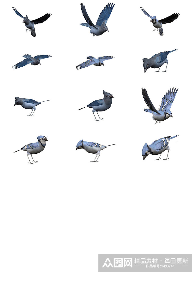 黑额凤鹛免抠PNG透明图片素材素材
