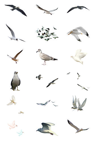 海鸥鸽子免抠PNG透明素材图片