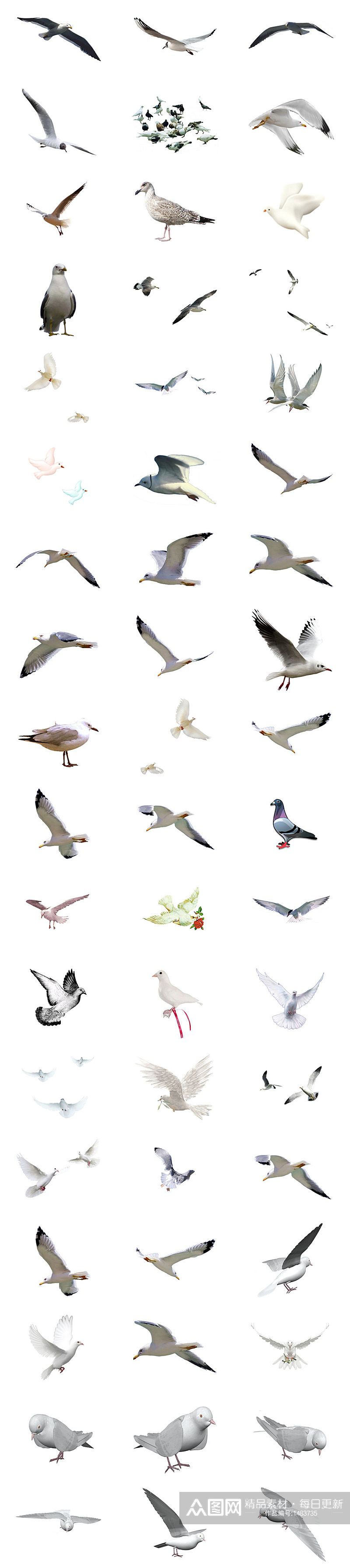 海鸥鸽子免抠PNG透明素材图片素材