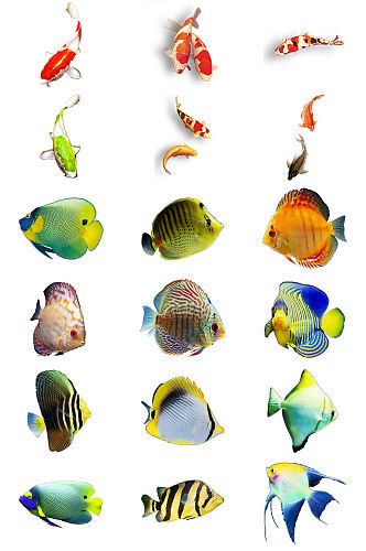 观赏鱼类免抠PNG透明图片鱼素材