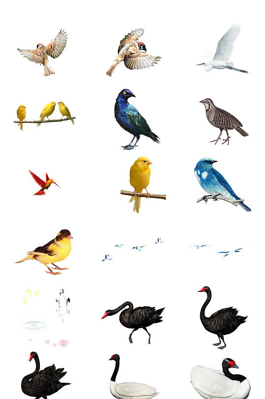 多种鸟类免抠PNG透明素材图片系列