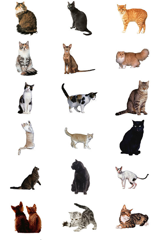 多款可爱小猫咪免抠PNG透明图片
