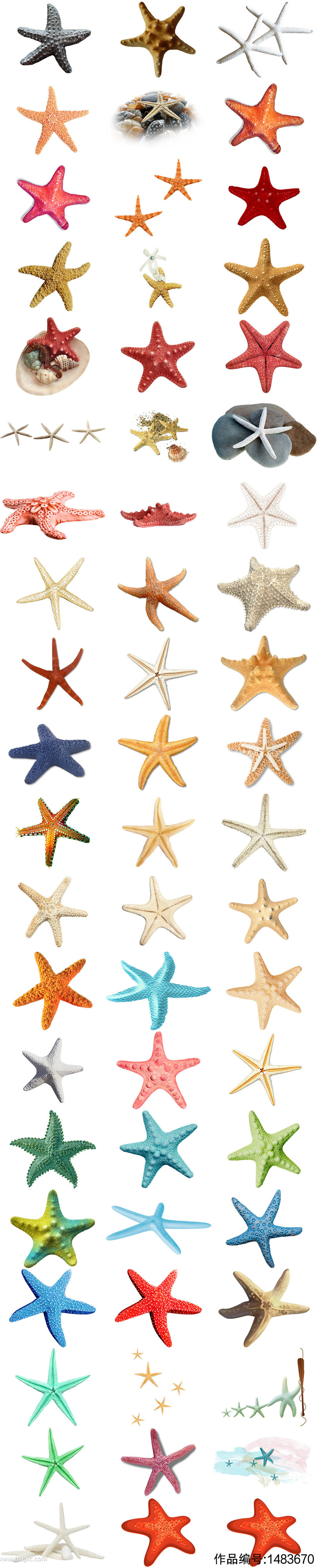 海星有多少种图片,海星有多少种类_大山谷图库