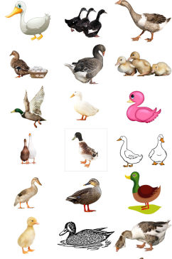 鸭写真设计元素鸭子免抠png透明素材