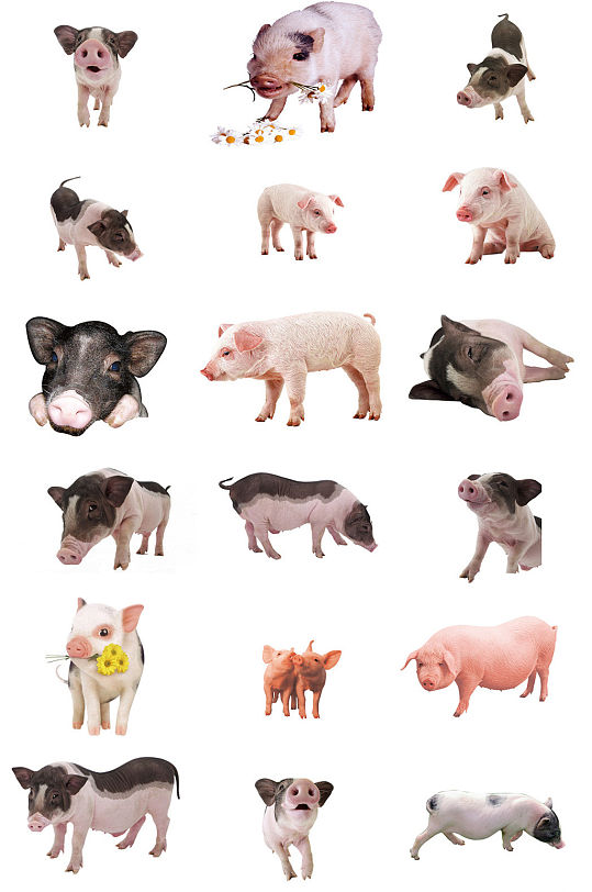 可爱宠物猪免抠图元素图片