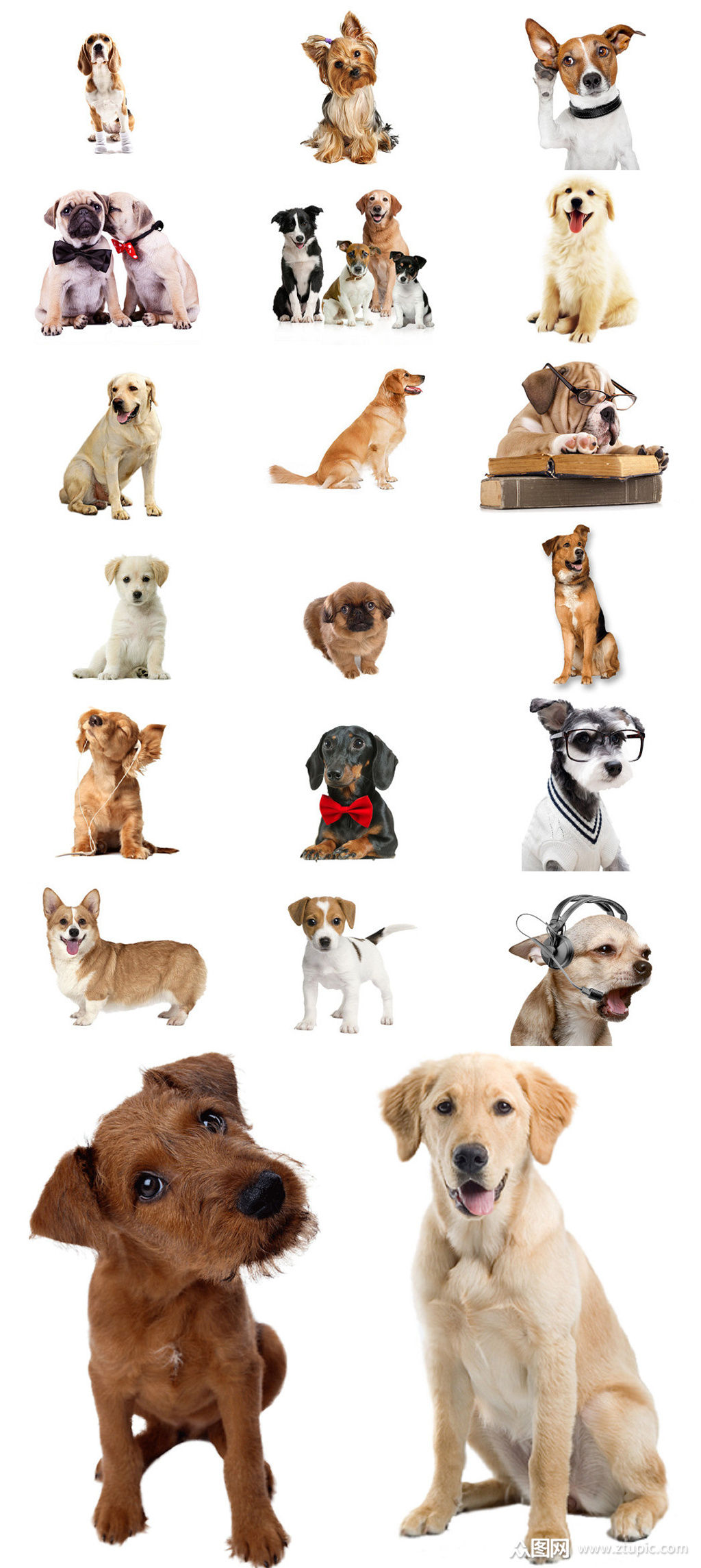 狗生活照设计元素狗狗免抠png透明素材