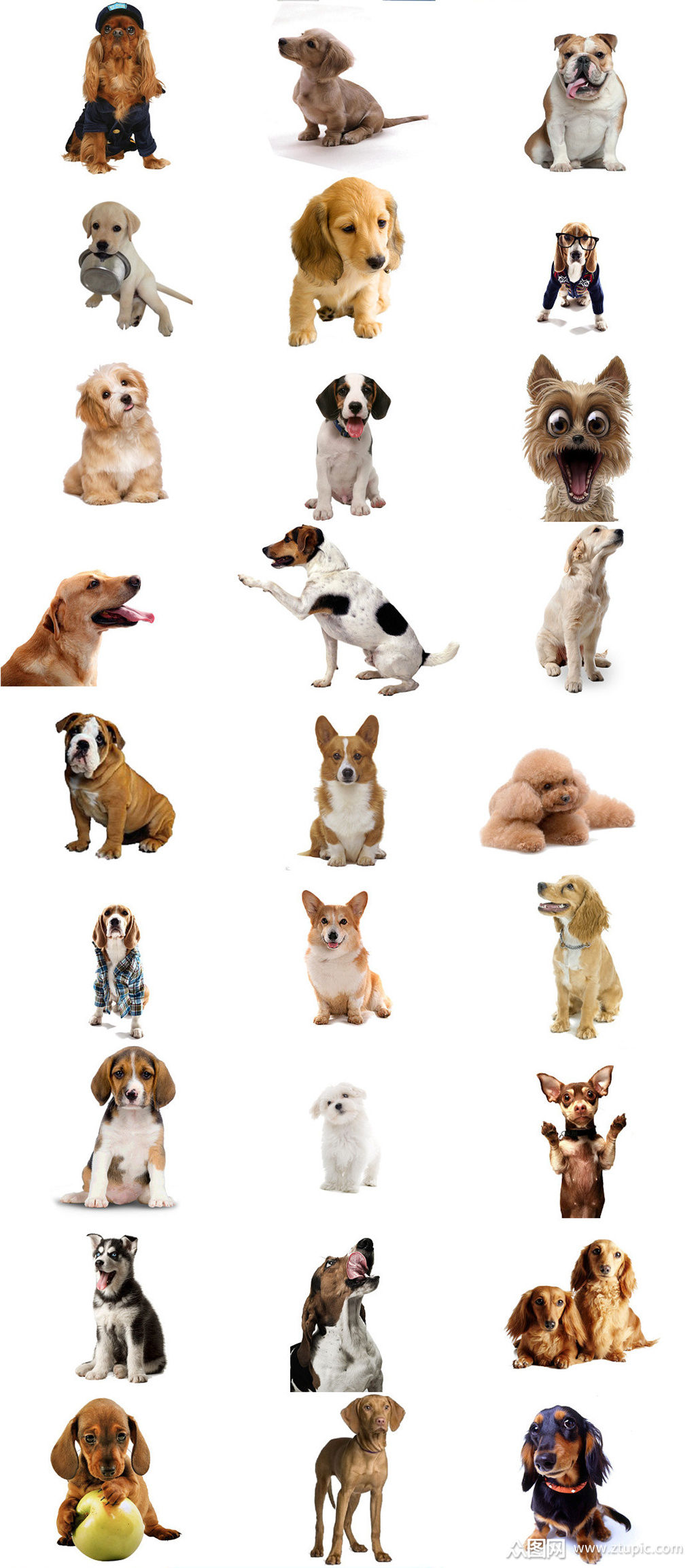 狗狗写真免抠素材狗狗设计元素