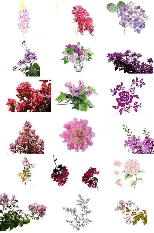 紫薇花鲜花免抠png透明背景素材