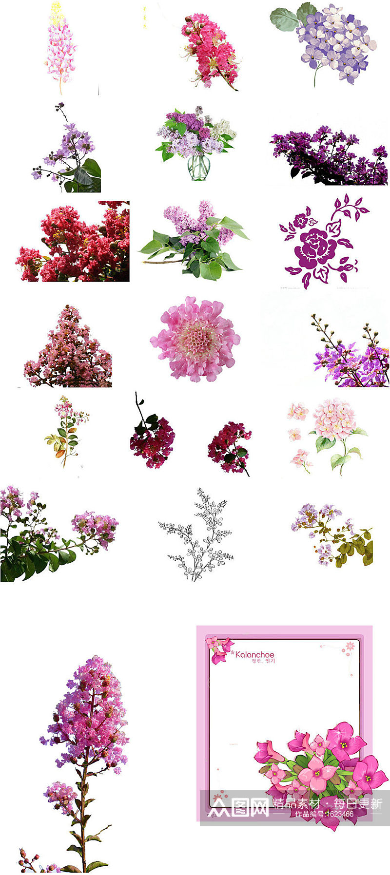 紫薇花鲜花免抠png透明背景素材素材