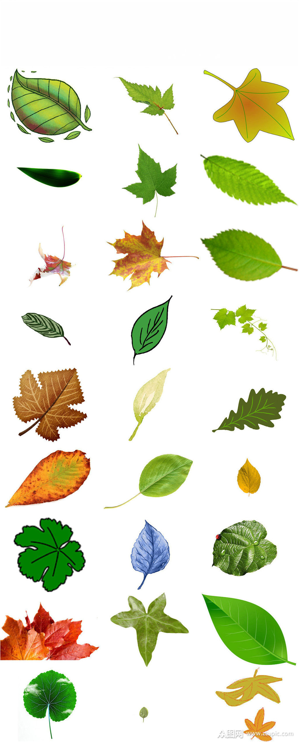 植物一片叶子免抠png设计素材素材