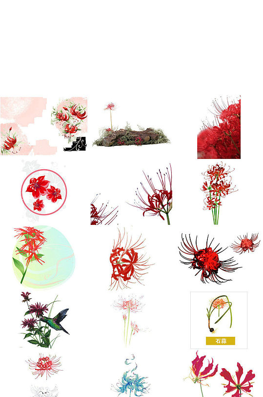 植物石蒜花免抠png素材