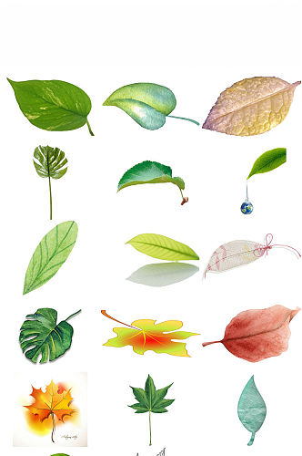 植物一片叶子海报ps设计素材