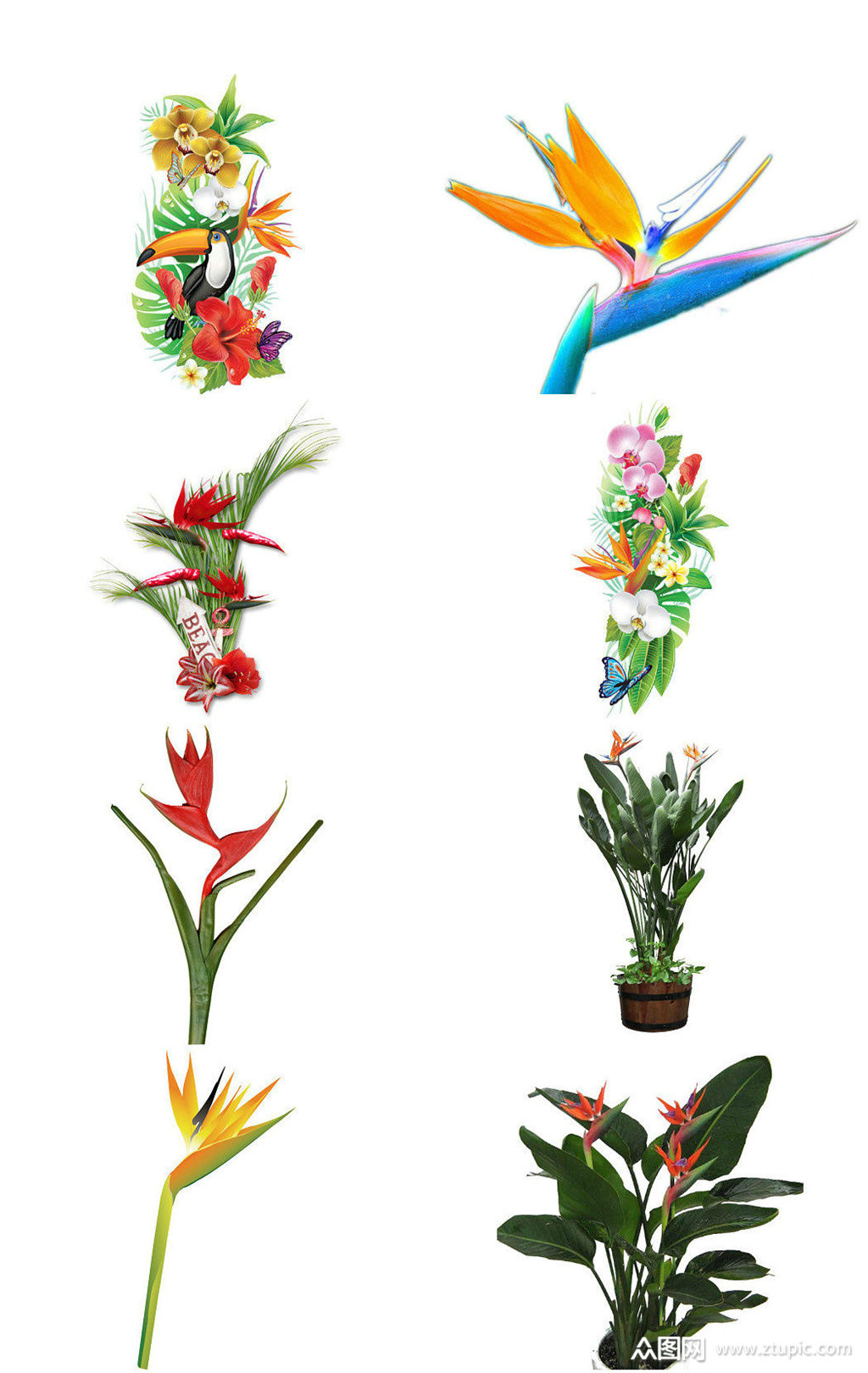 植物鲜花鹤望兰免抠ps装饰元素素材