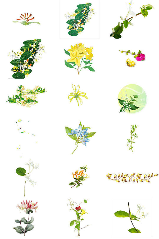 植物金银花鲜花ps海报设计素材