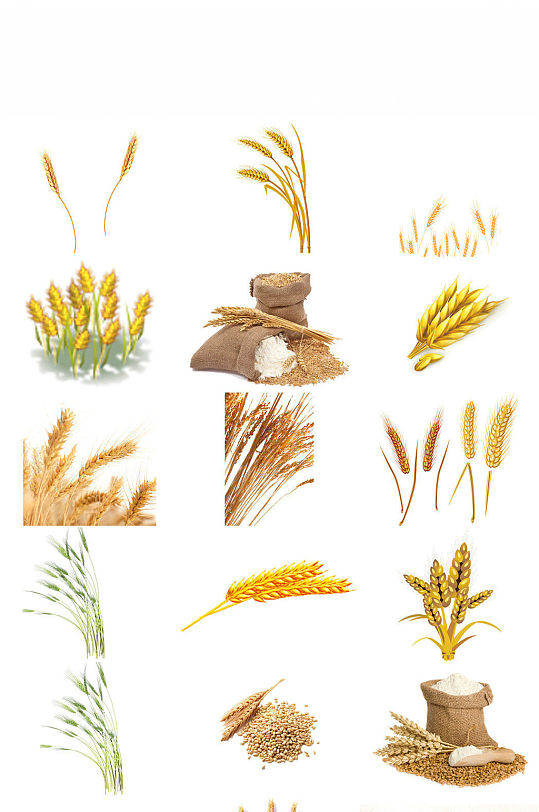 小麦麦穗麦田PNG免抠海报设计素材