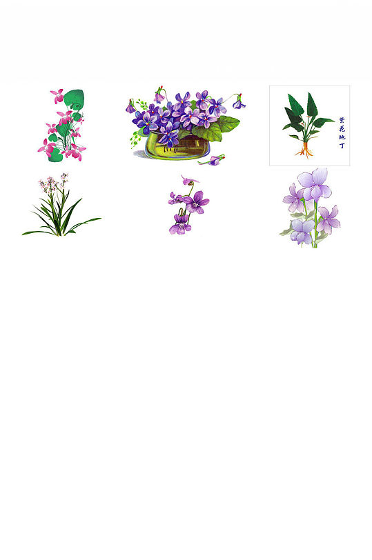 鲜花紫花地丁png图片