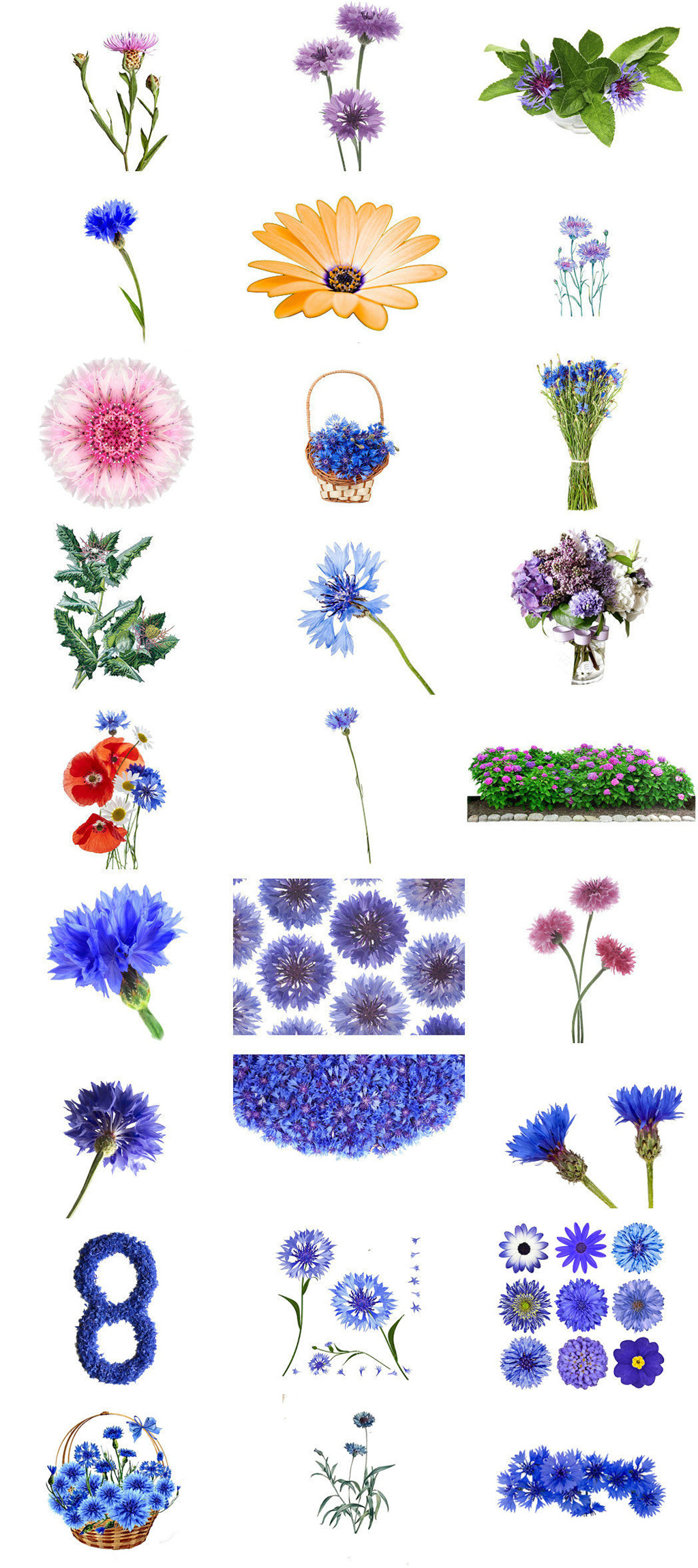 矢车菊鲜花免抠png素材图片素材