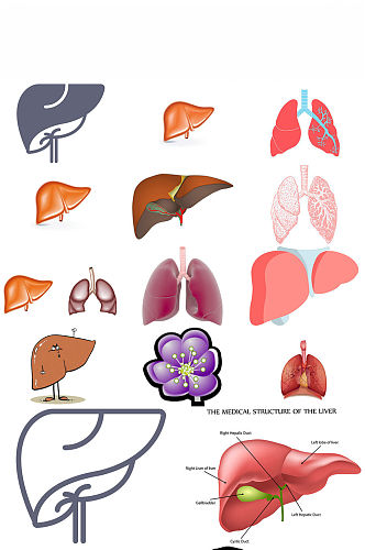 人体器官肝造型设计图