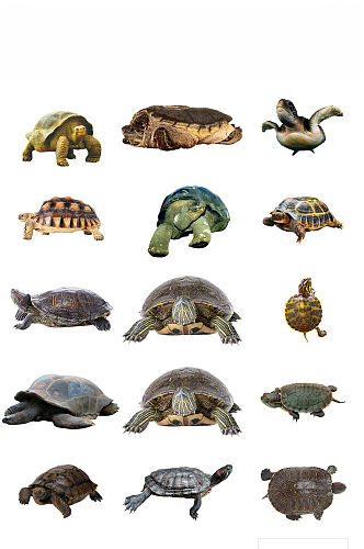 爬行动物乌龟海报设计素材png2