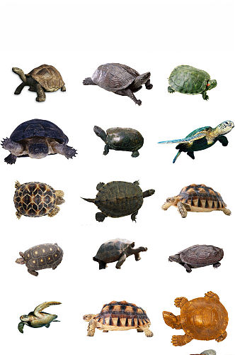 爬行动物乌龟海报设计素材png
