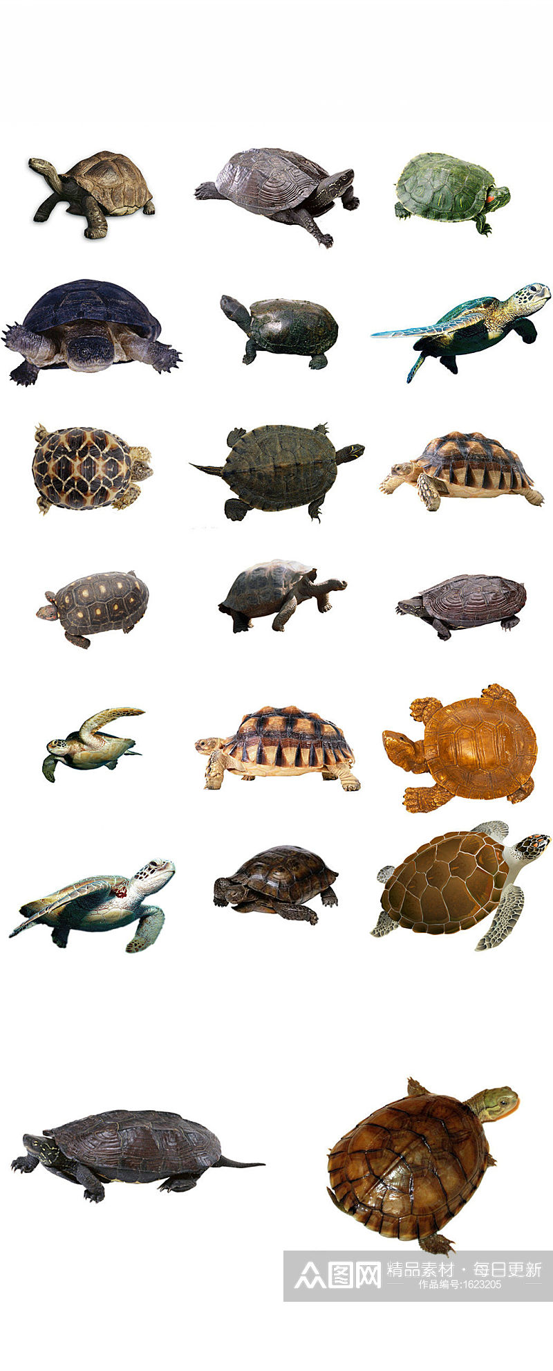 爬行动物乌龟海报设计素材png素材