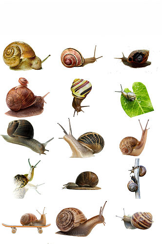 爬行动物蜗牛海报设计素材图片
