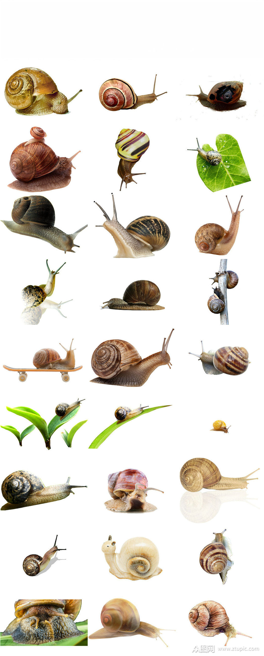 爬行动物蜗牛海报设计素材图片