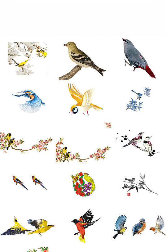 鸟类动物黄鹂海报设计素材