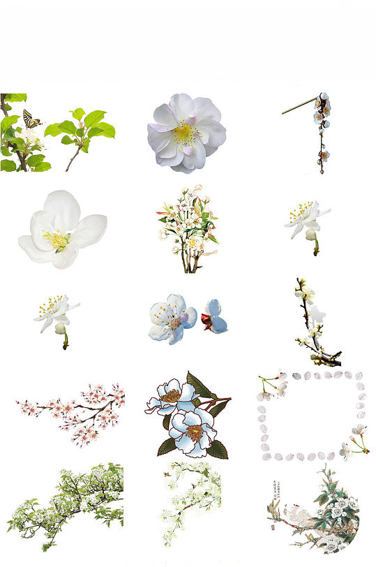 梨花白色植物绿叶梨花设计素材