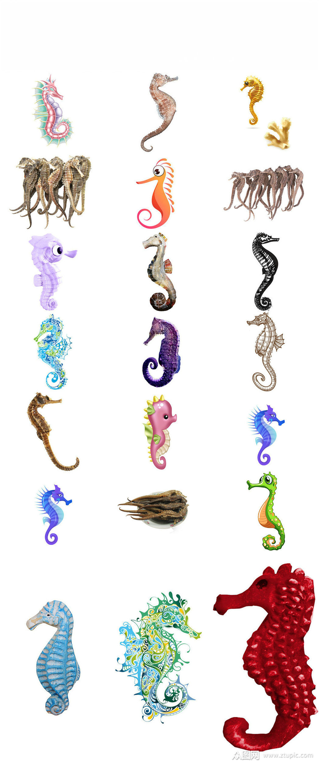 卡通动物海马造型设计海报素材