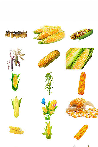 金色玉米农作物黄色玉米香甜玉米