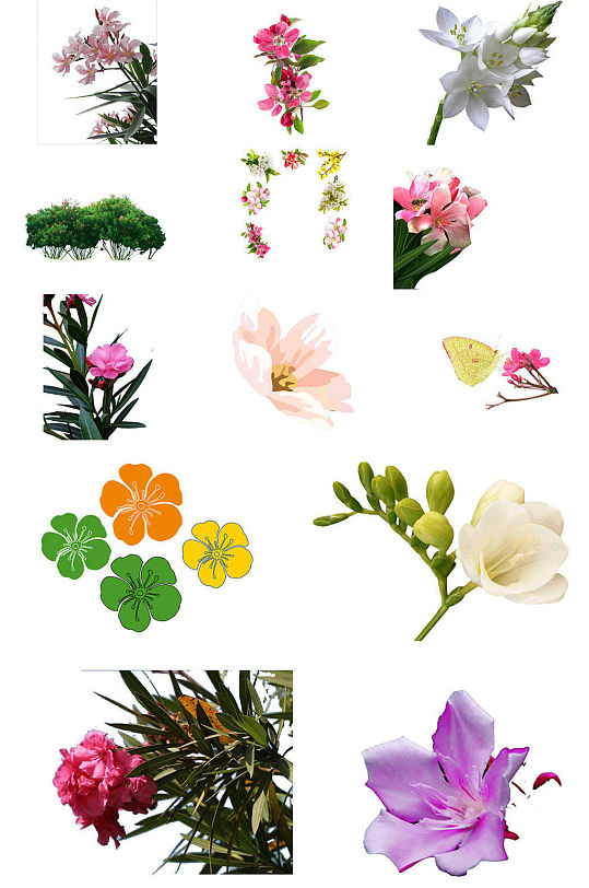 夹竹桃花朵免抠ps透明素材