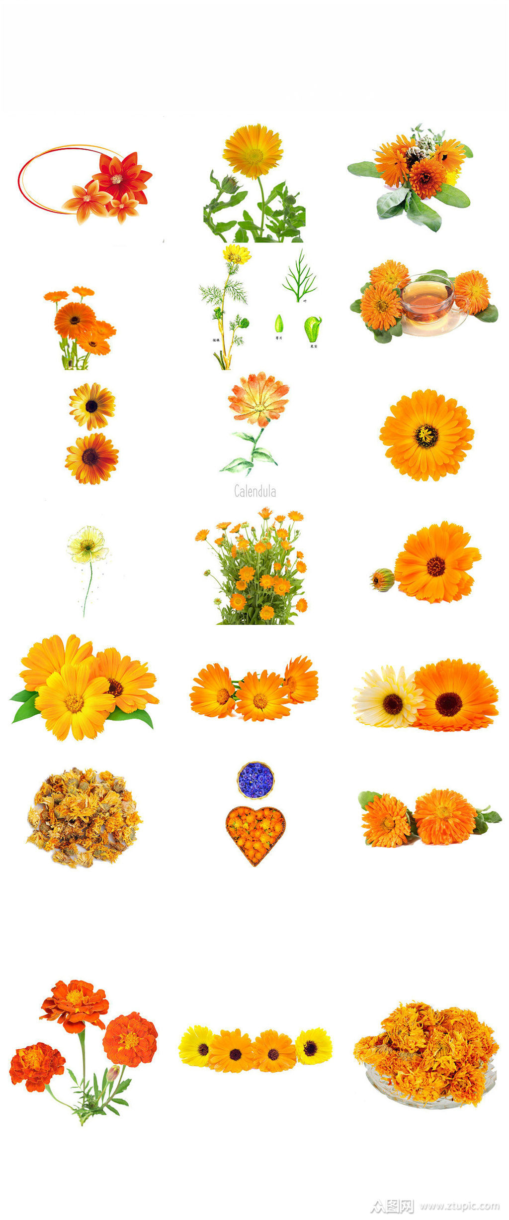 花朵金盏花ps装饰元素素材