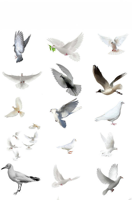 和平鸽子素材和平白鸽素材和平鸽子群