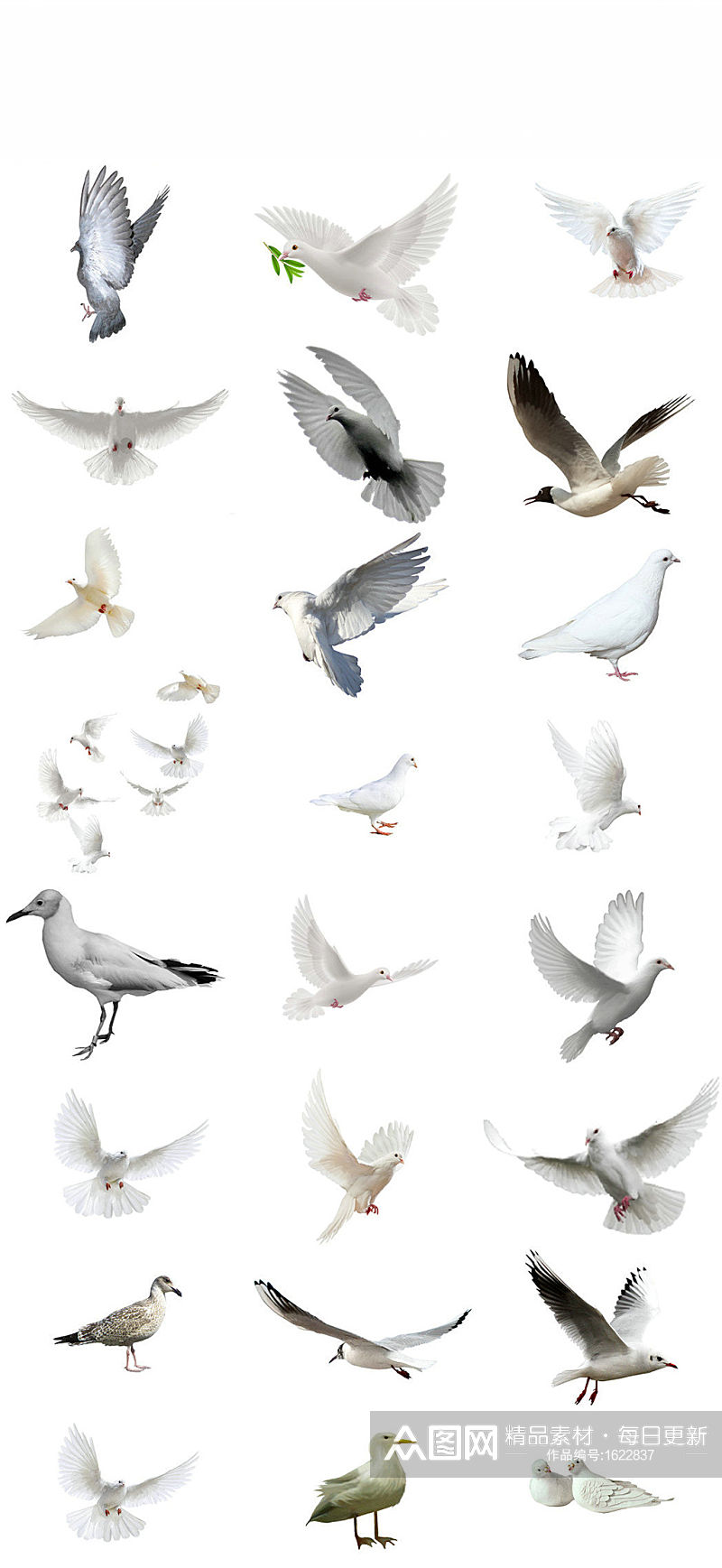 和平鸽子素材和平白鸽素材和平鸽子群素材