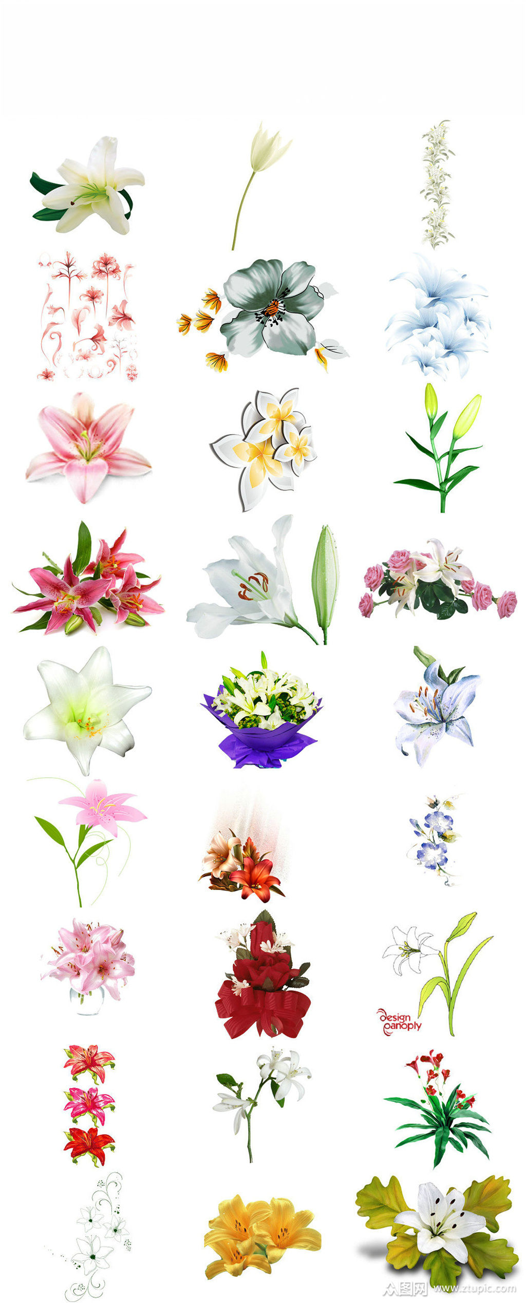 观光植物百合花免抠png素材