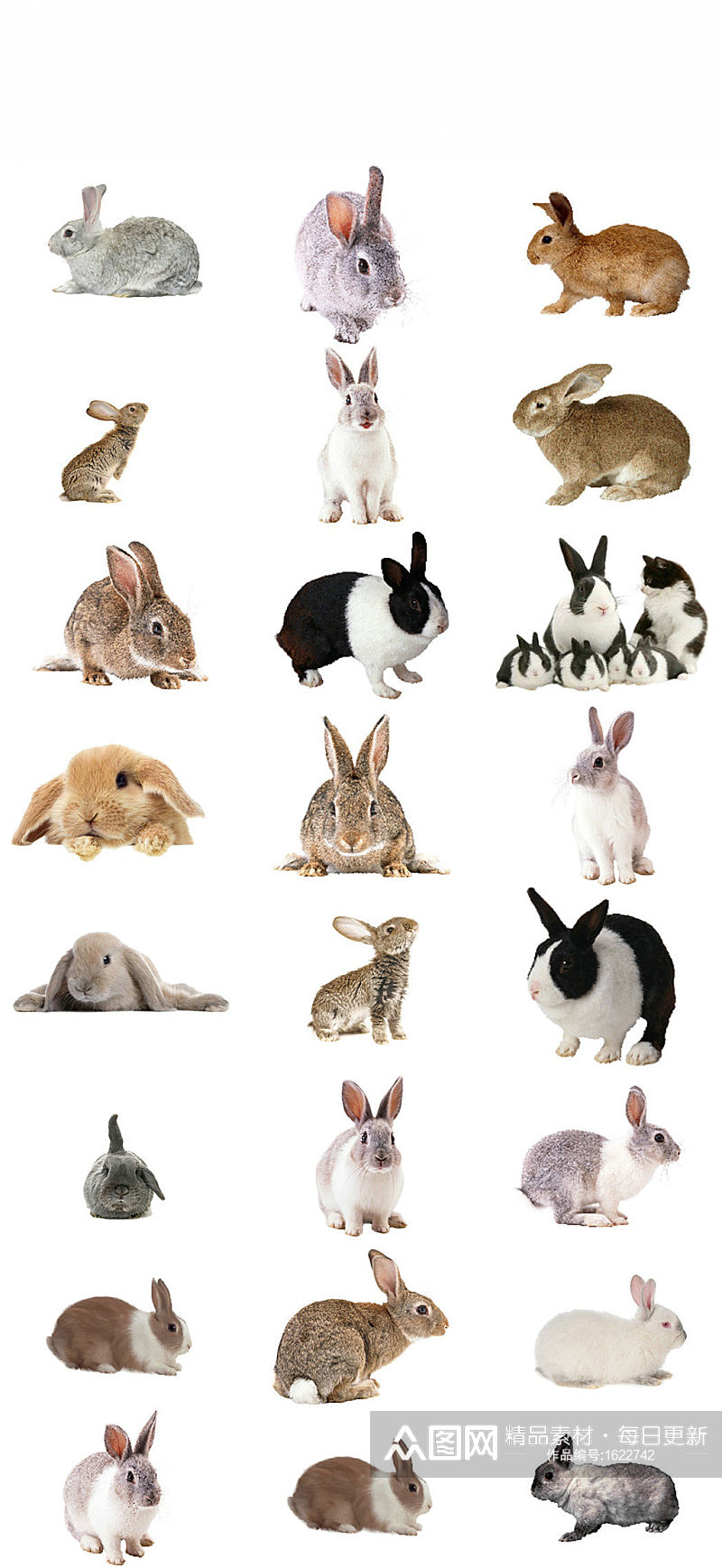 动物兔子免抠png透明背景素材素材