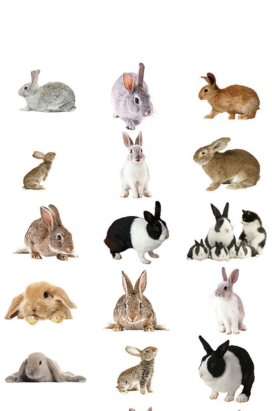 动物兔子免抠png透明背景素材
