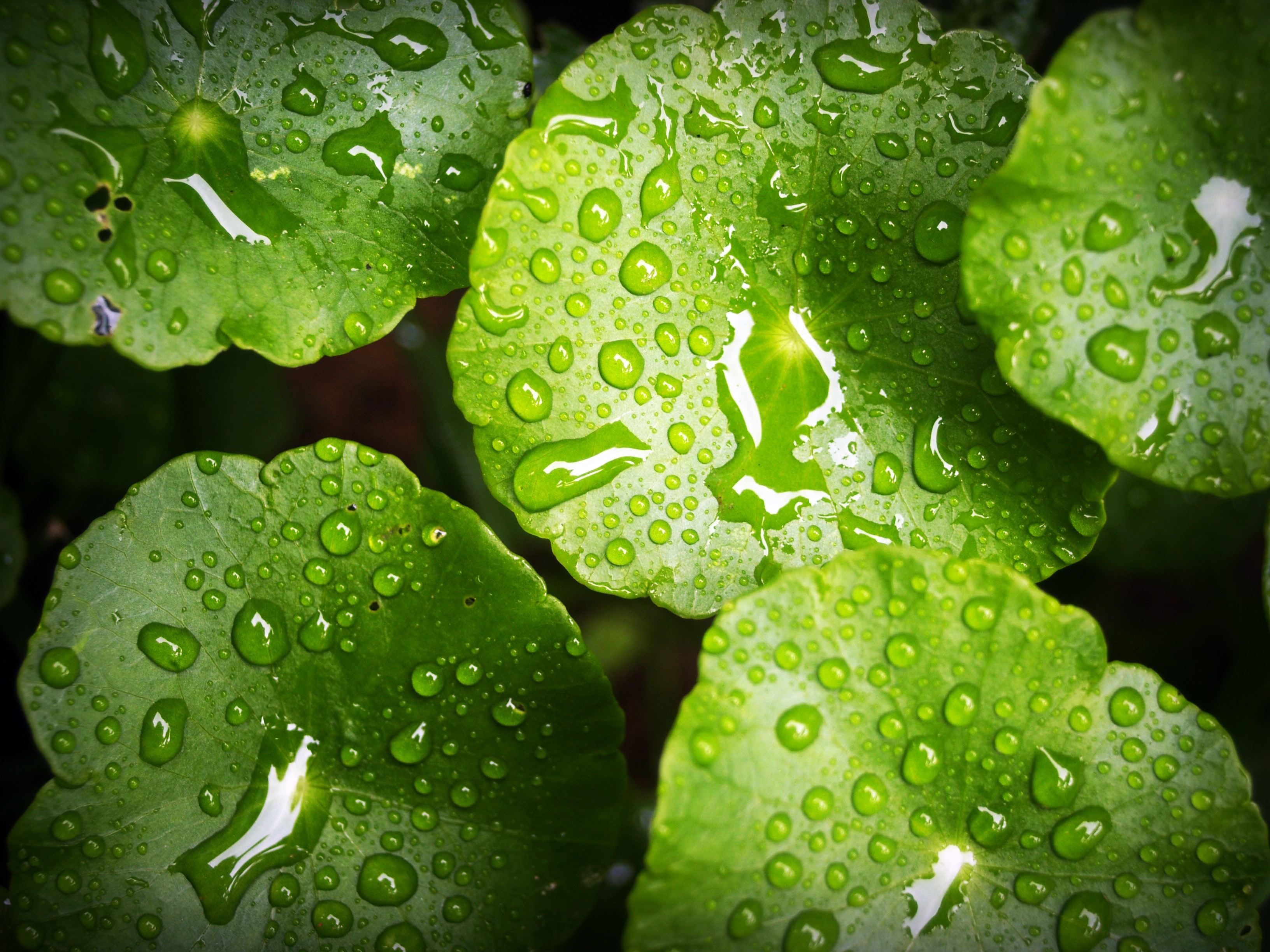 叶子上的小水珠图片摄影5素材