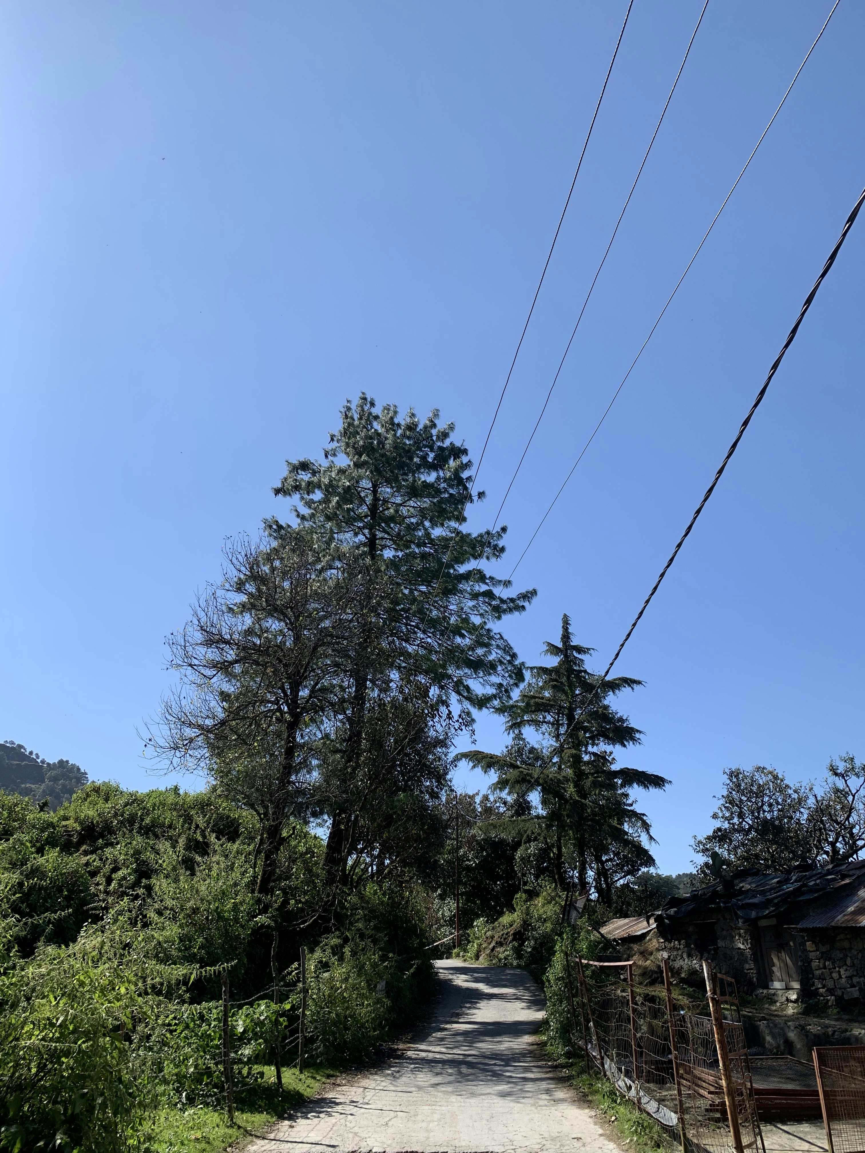 乡村小径旁的高大松树素材