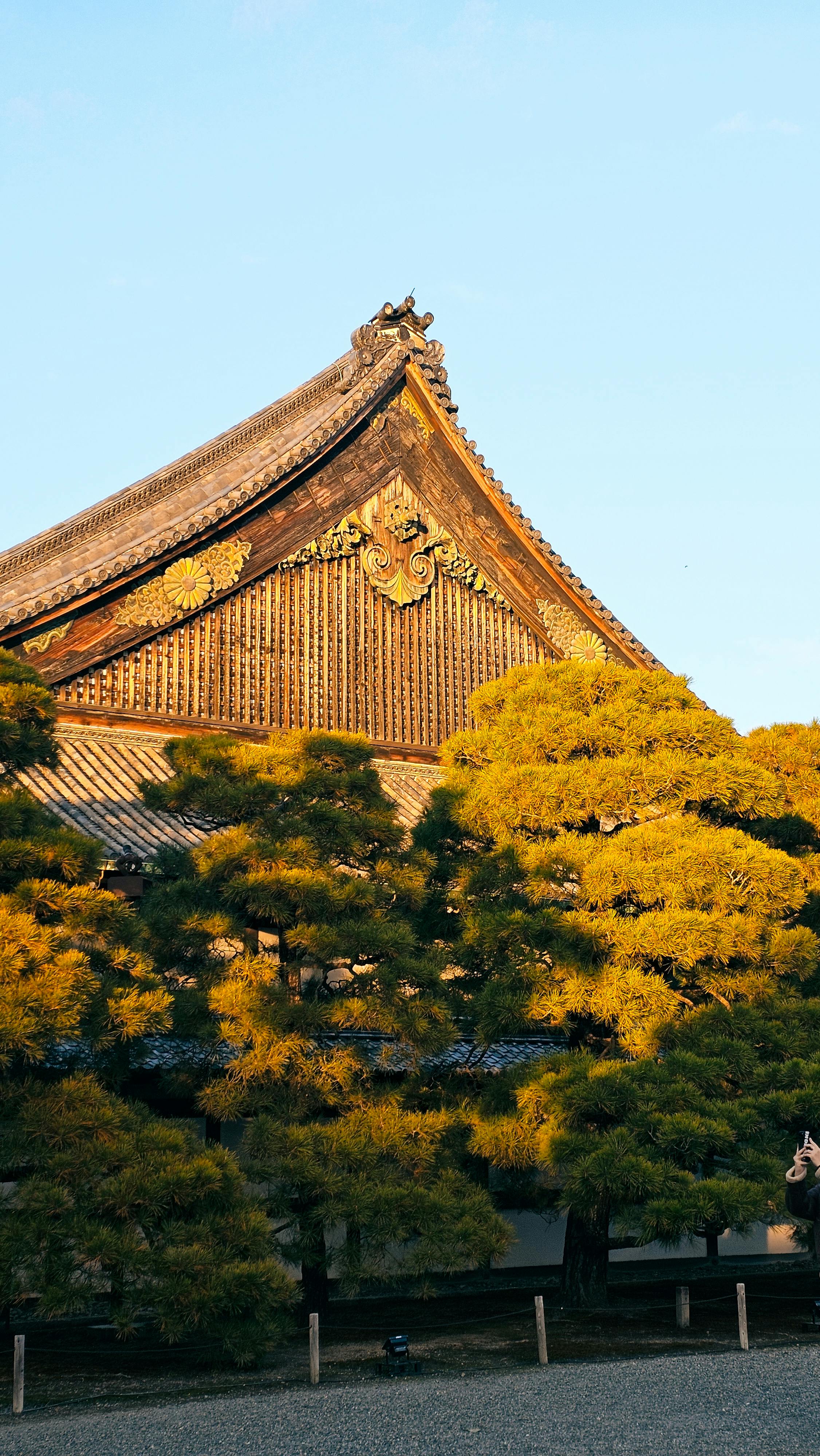 古建筑与秋色松树相映素材