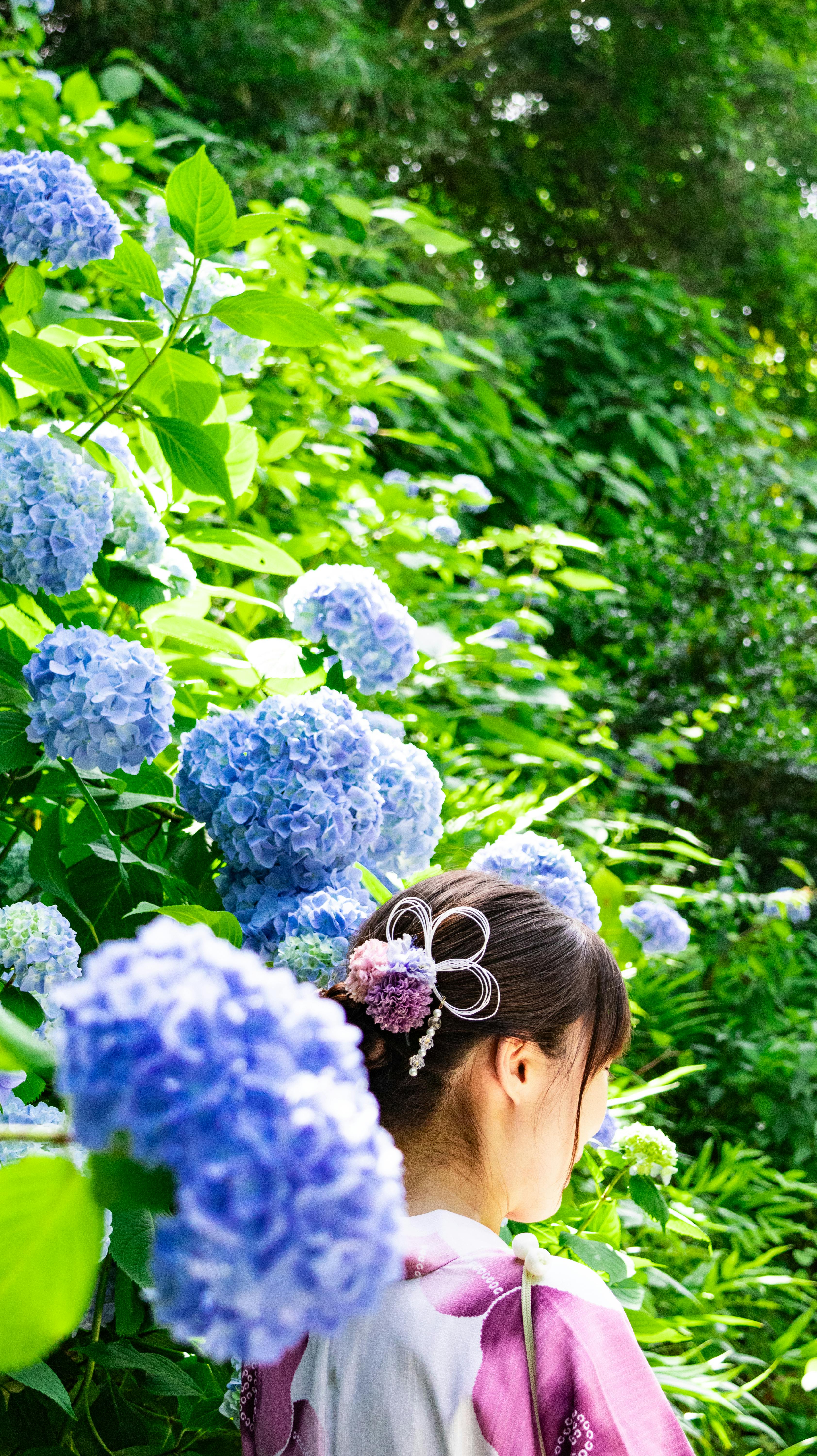 女子身着和服赏蓝绣球花素材